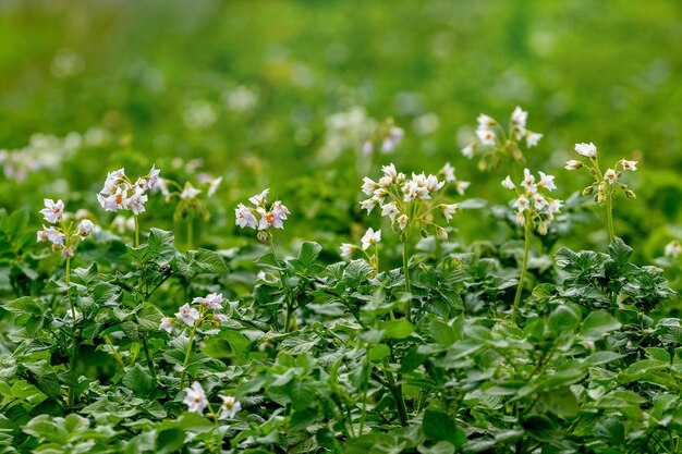 Pommes de terre en fleurs dans le champ