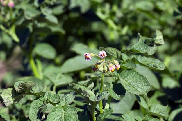 Pommes de terre à fleurs, gros plan - photographié en gros plan vert champ de pommes de terre en fleurs en été