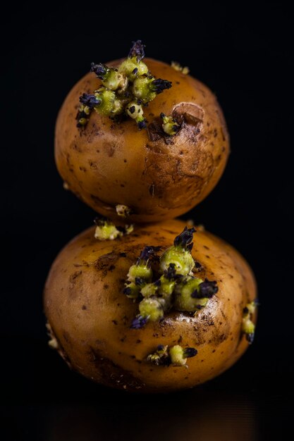 Photo des pommes de terre sur fond noir