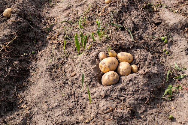 Pommes de terre fraîchement creusées dans un champ agricole au sol agrandi dans le concept de culture alimentaire