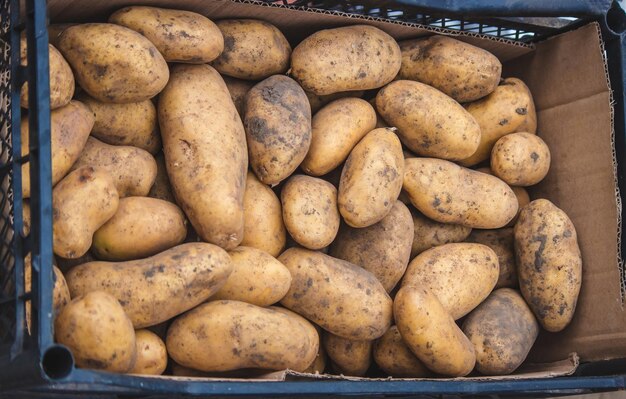 Pommes de terre fraîchement cueillies Récolte à la ferme