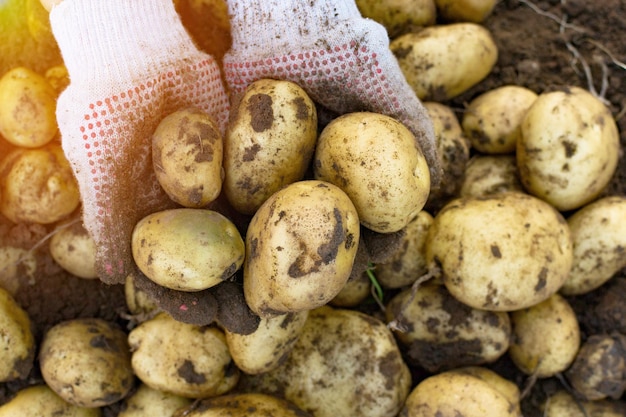 Pommes de terre fraîches entre les mains d'un agriculteur sur le fond du sol. Nouvelle récolte Russie