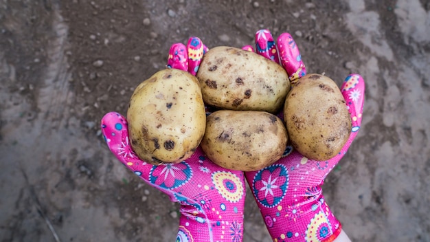 Pommes de terre à la main