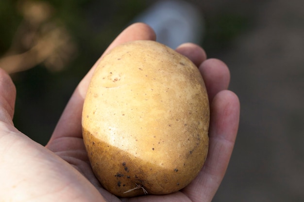 Pommes de terre à la main