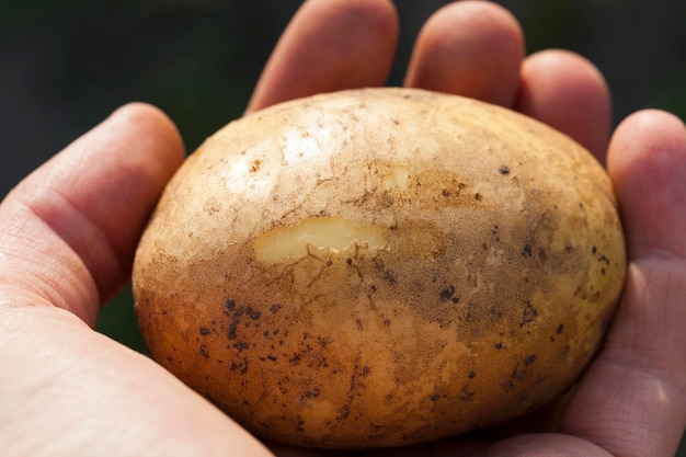 Pommes de terre à la main