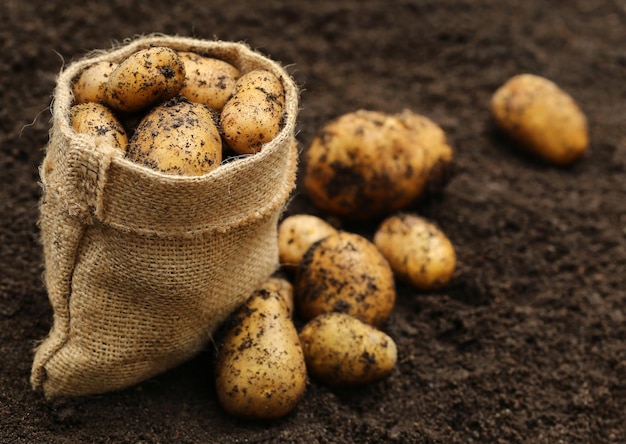 Pommes de terre nouvellement récoltées avec sac de jute