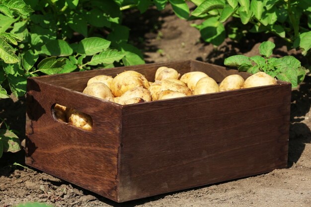 Pommes de terre nouvelles dans une caisse en bois sur fond d'herbe verte