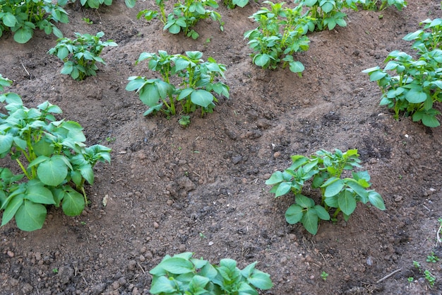 Pommes de terre plantées en rangées sur le terrain