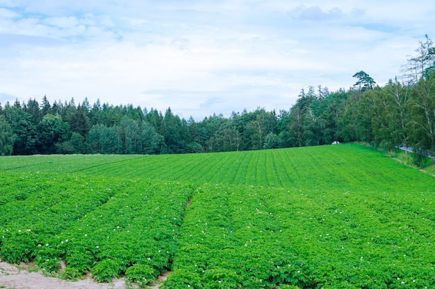 Les pommes de terre sont plantées en rangées sur le terrain. Feuillage vert des pommes de terre. Cultiver des pommes de terre dans un grand champ. Plants de pommes de terre en fleurs. Terre agricole. flou artistique