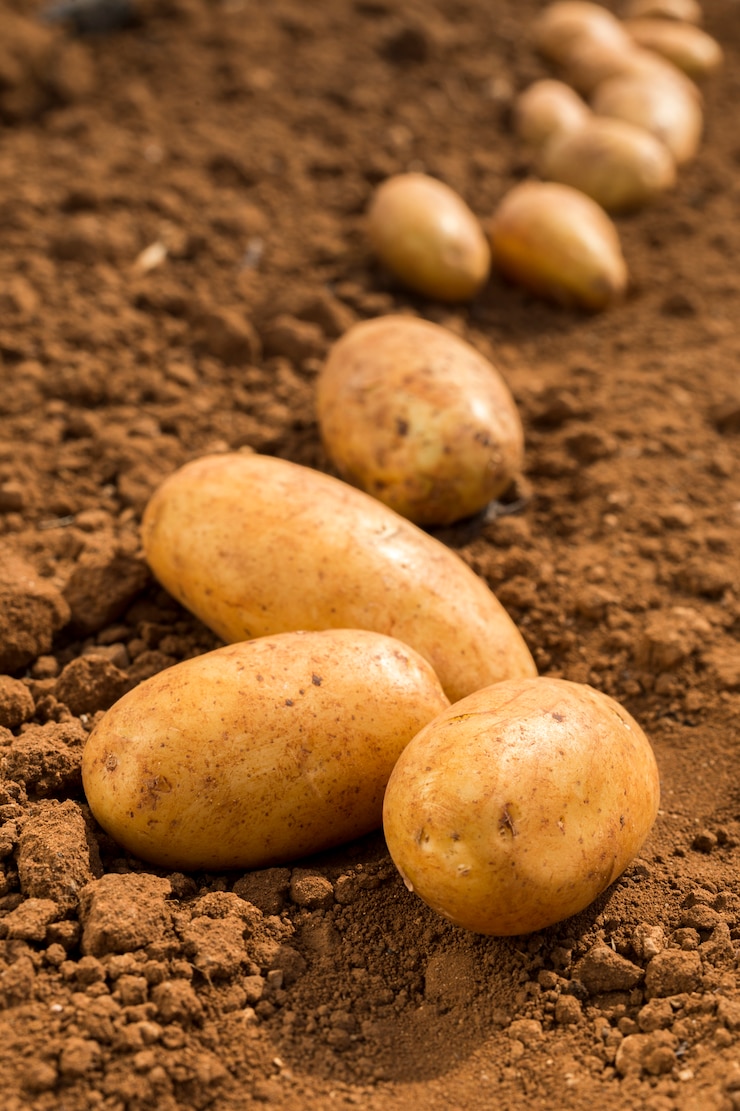 Photo pommes de terre sur le terrain