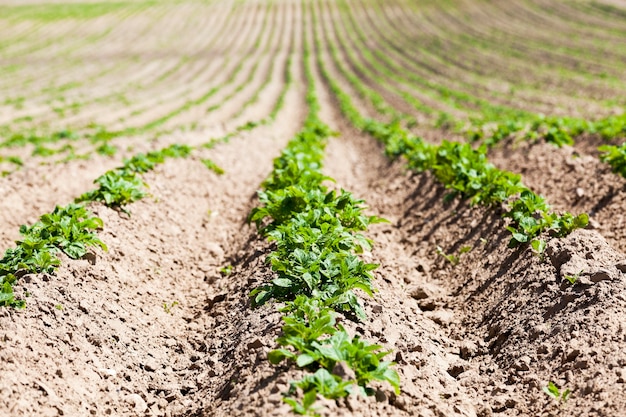 Les pommes de terre vertes de l'agriculture sillon des terres labourées sur lesquelles poussent les pommes de terre fermer la saison du printemps