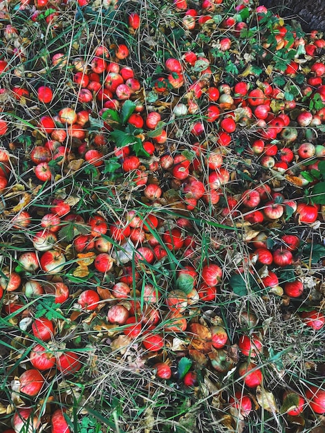 Pommes tombées de l'arbre