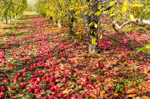 Pommes tombées dans un concept d'automne de verger
