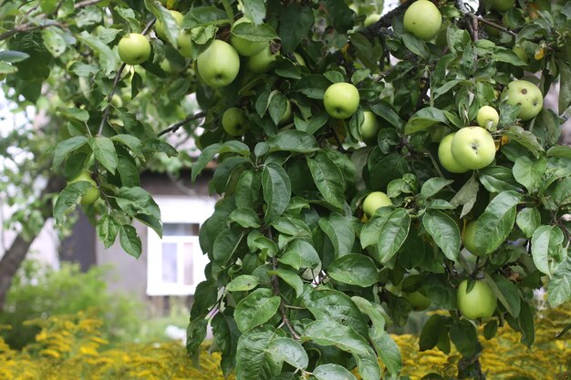 Pommes vertes sur l'arbre dans le jardin