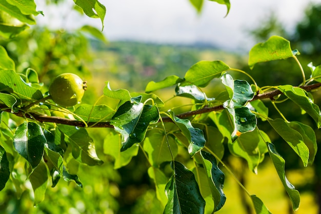 Pommes vertes sur l'arbre. Savsat, Artvin - Turquie