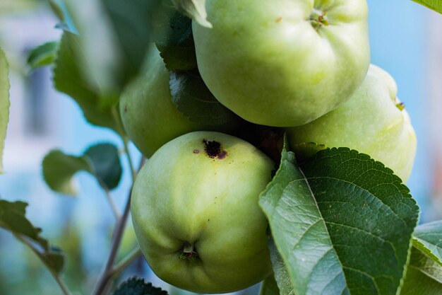 Pommes vertes sur un arbre