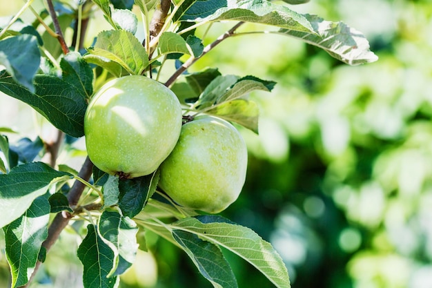 Pommes vertes sur une branche d'arbre en été