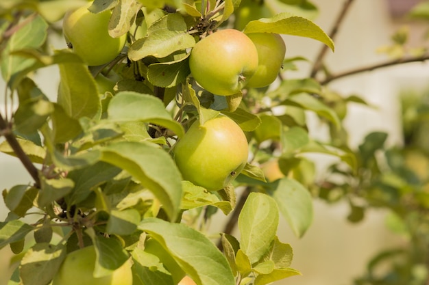 Pommes vertes sur une branche sur un arrière-plan flou