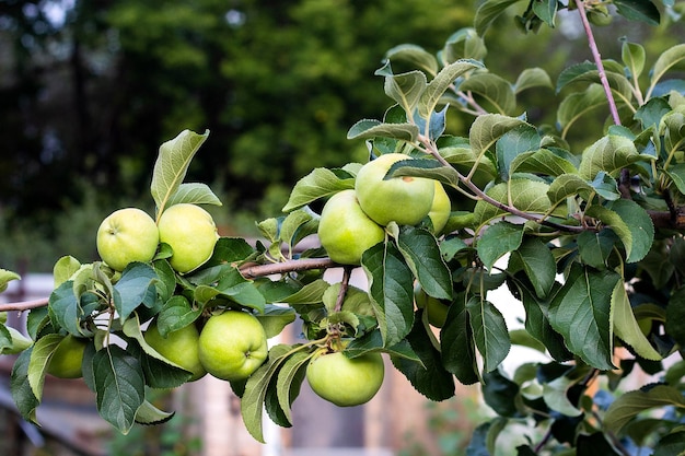 Pommes vertes sur une branche à l'extérieur