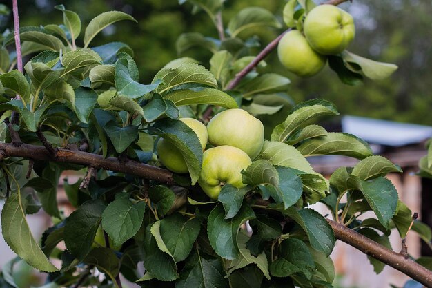 Pommes vertes sur une branche à l'extérieur