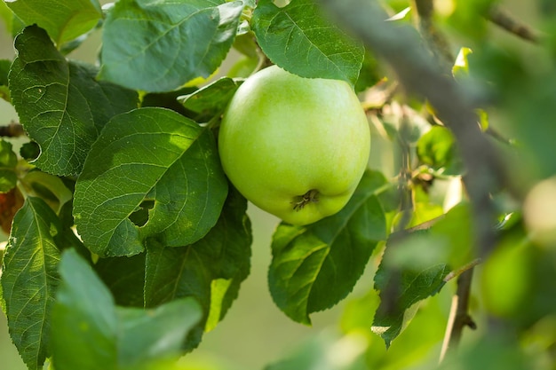 Pommes vertes sur une branche d'un pommier