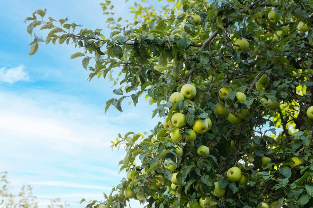 Pommes vertes sur une branche prêtes à être récoltées à l'extérieur