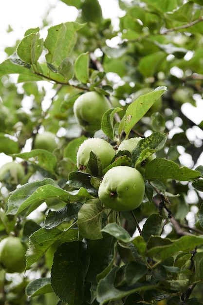 Pommes vertes sur branche