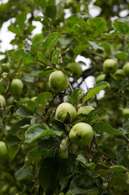 Pommes vertes sur branche