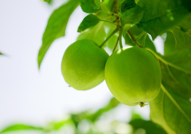 Pommes vertes dans un arbre.