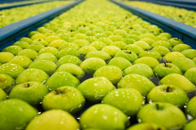 Pommes vertes dans le réservoir du convoyeur d'eau dans l'usine de transformation de fruits.