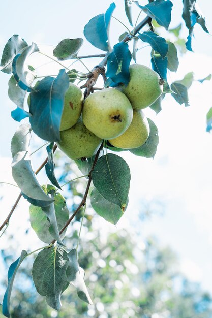 Pommes vertes du jardin