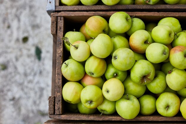 Pommes vertes fraîches sur la récolte des caisses en bois