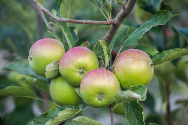 Pommes vertes sur gros plan de la ferme du verger