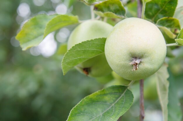 Pommes vertes immatures sur la branche de l'arbre dans le jardin en journée d'été avec un arrière-plan flou naturel. Faible profondeur de champ. Focus sur la pomme proche