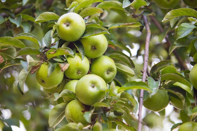 Pommes vertes et jaunes sur une branche de pommier