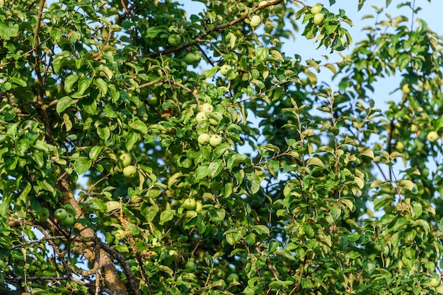 Pommes vertes mûrissantes sur un fond naturel d'arbre