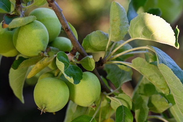 les pommes vertes mûrissent dans le jardin