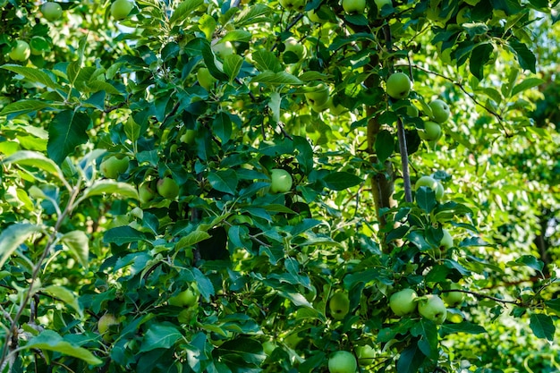 Pommes vertes non mûres sur des branches du pommier