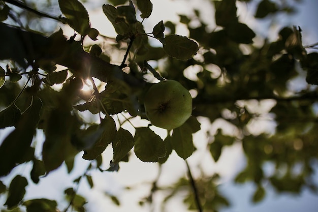 Pommier au soleil Une pomme sur un arbre