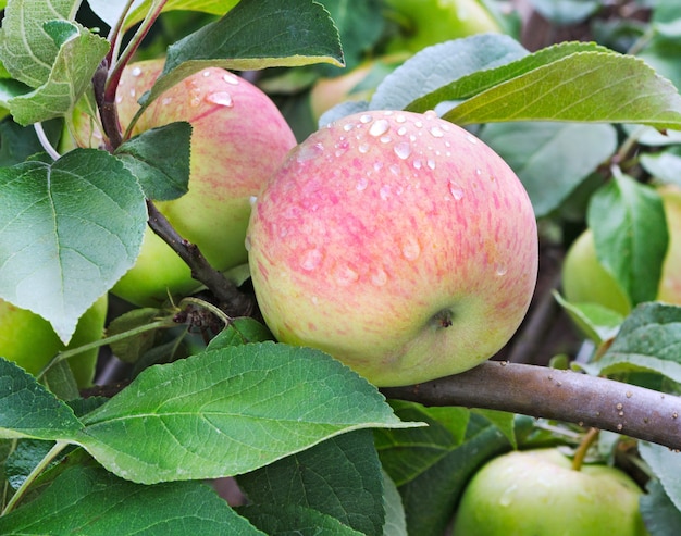 Pommier aux pommes mûres. Pommes mûres poussant sur une branche de pommier. Apple sur arbre après la pluie, gros plan.