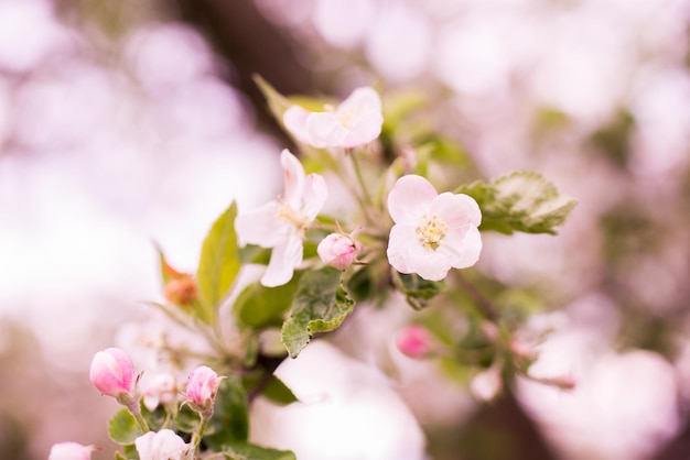 Pommier coloré en fleurs au printemps. arrière-plan flou