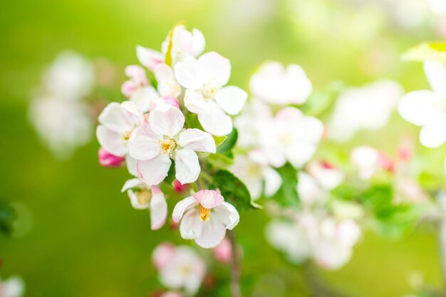 Pommier coloré en fleurs au printemps. arrière-plan flou