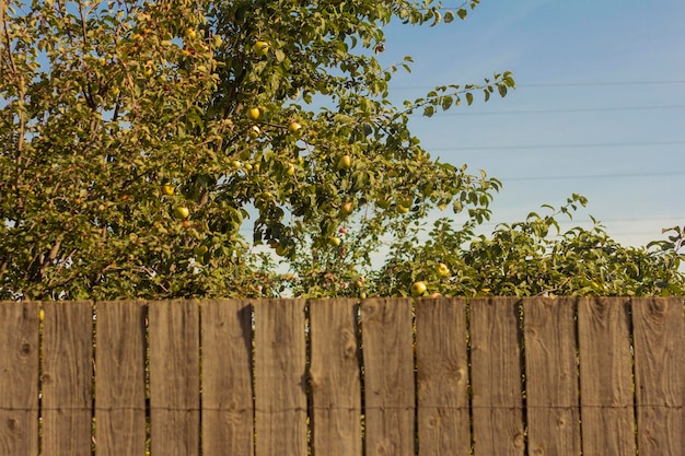 Pommier dans le jardin derrière une clôture rustique en bois/