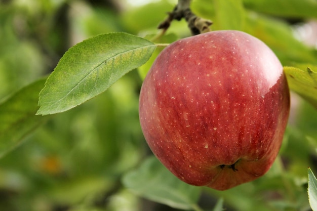 Pommier dans le jardin