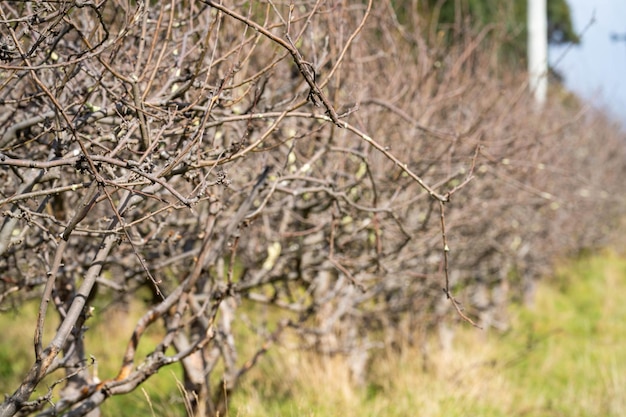 Pommier dormant sur cultivé qui a besoin d'être taillé dans un champ en Australie