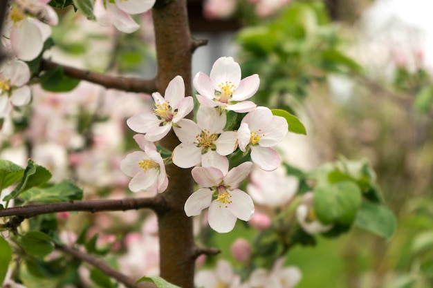 Un pommier est en pleine floraison au printemps