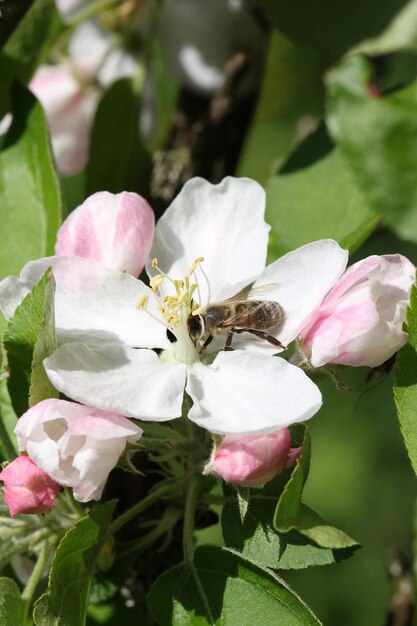 Pommier fleurit au printemps abeille