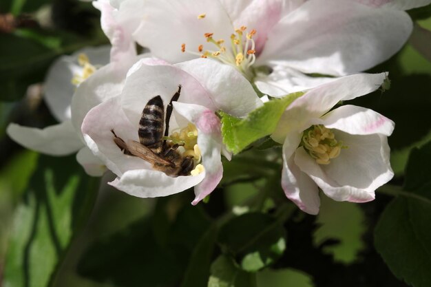 Pommier fleurit au printemps abeille