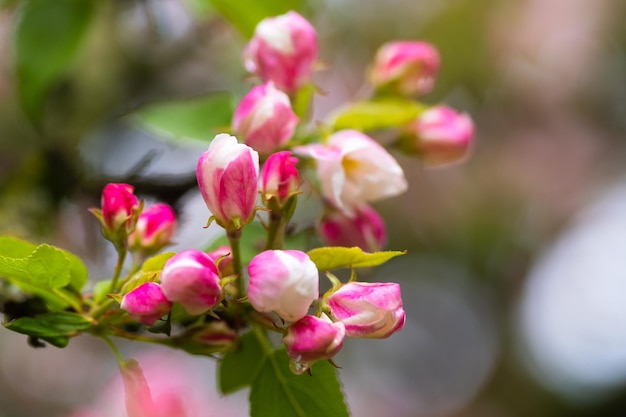 Pommier en fleurs au printemps après la pluie