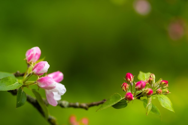 Pommier en fleurs au printemps après la pluie